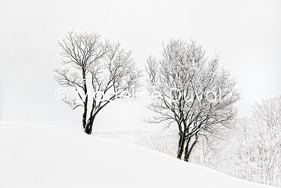 021613-4728_TwoTrees_wtr_fx