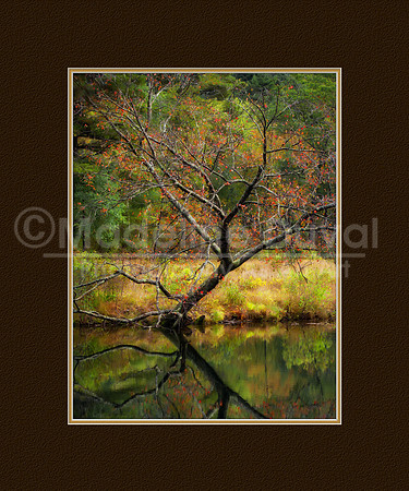100211_2430_TreeArtSwiftRiver_matted_brn