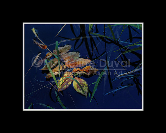071711-1925_PondLeaves_matted