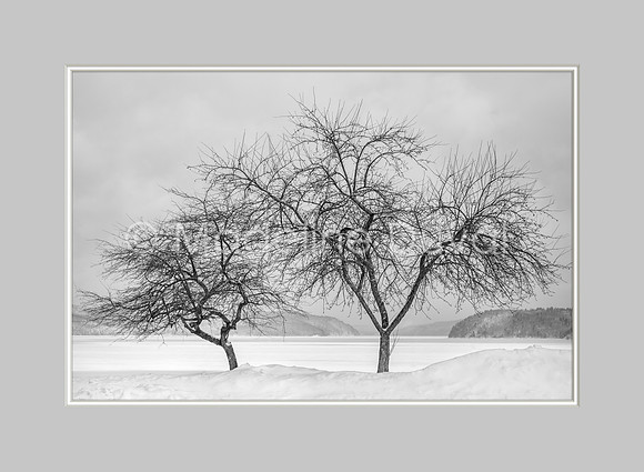 Winter Solitude Black & white trees