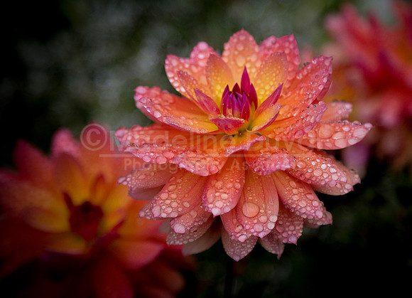 093012-2857_Dahlia