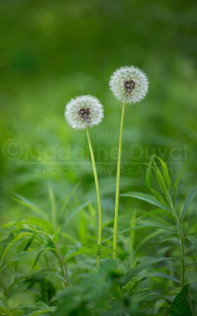 060814_9083_DandelionPuffs