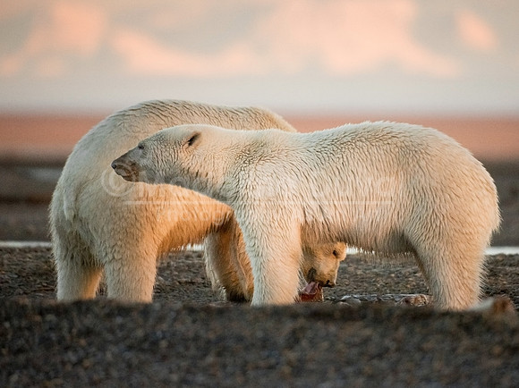 082613_6756_PolarBearProfiles