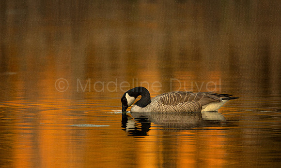 Canada Goose in Evening's Prayer at sunset