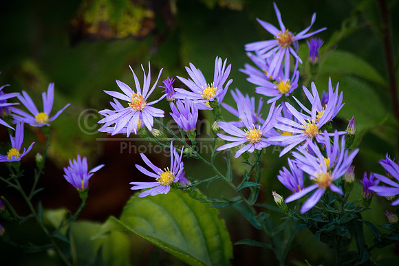 092511-2161_PurpleWildflower