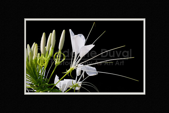 081212_1861_WhiteCleome_matted