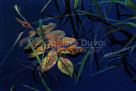 Pond Leaves