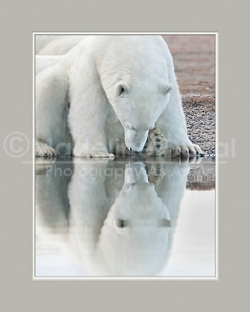 082813_1329_PrettyBear_matted_16x20