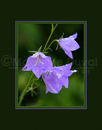 060312_0120_Campanula_matted_11x14-2
