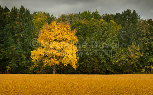 100915-01210_YellowTreeInSoyBeanField