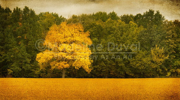 Yellow Tree In A Soybean Field