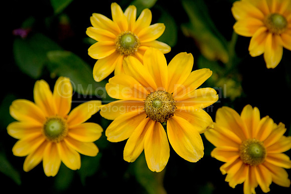 093012-2847_YellowFlower
