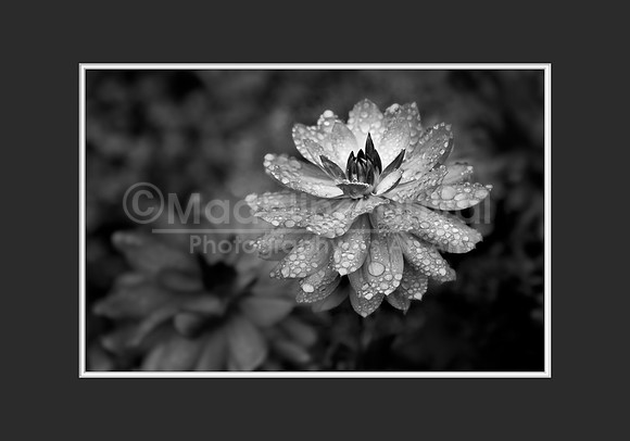 Dahlias in Black & White