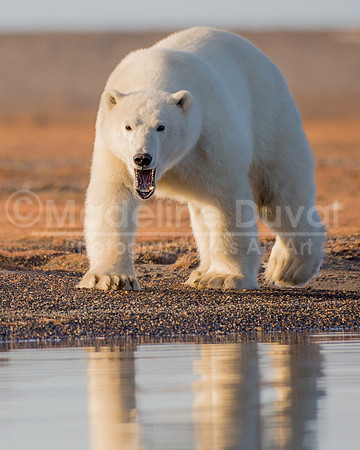 082813_7606_PolarBearAgression1