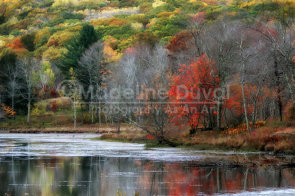Autumn Red Tree