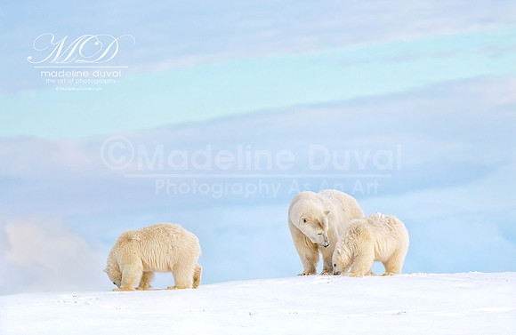 Day_1_101014_0612-LifeInArctic_lowres
