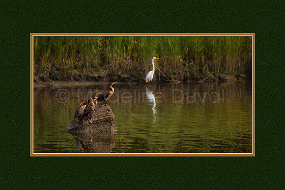 The Cormorants And The Egret