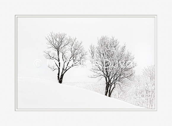 Two Trees in Winter Snow, B&W