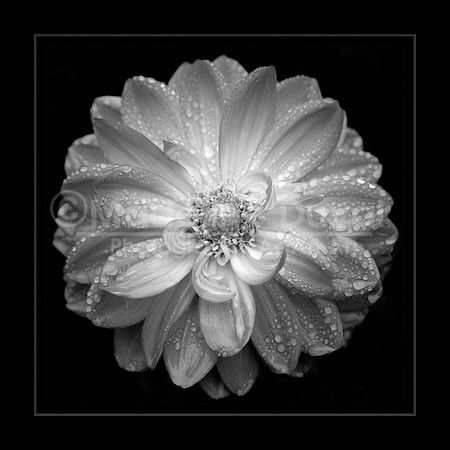 Black & White Dahlia