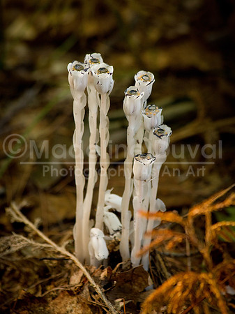 091811-1847_IndianPipe