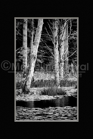 Trees In A Pond - A Black & White Study