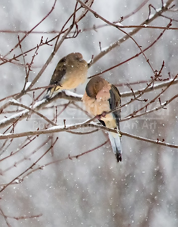 020514_0168_MourningDovesInSnow