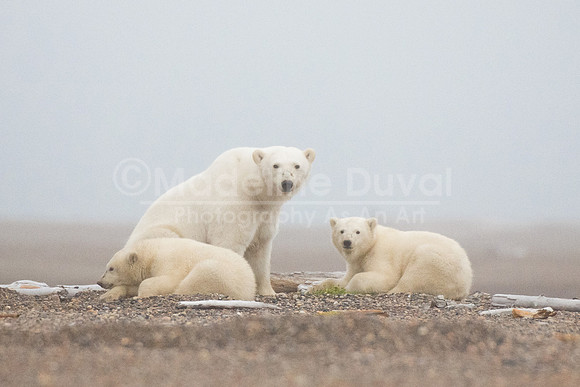 082913-8100_PolarBearsInFog