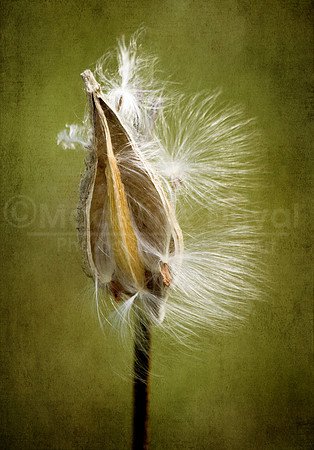 Milkweed Feathers