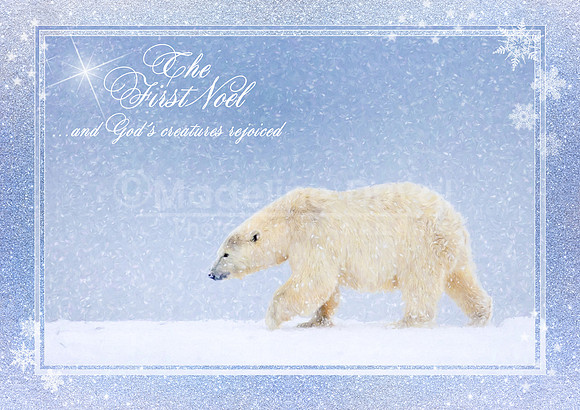 The First Noel polar bear Christmas Card