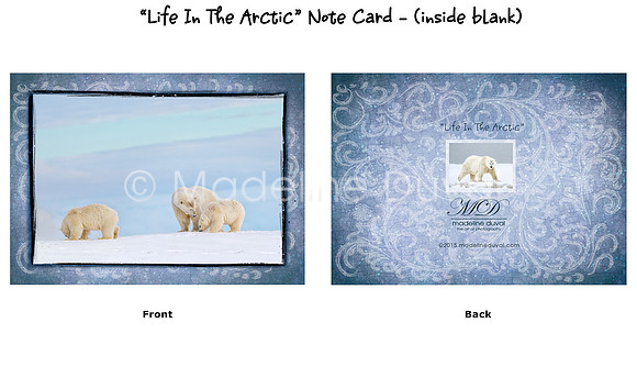 Life In The Arctic Note Cards
