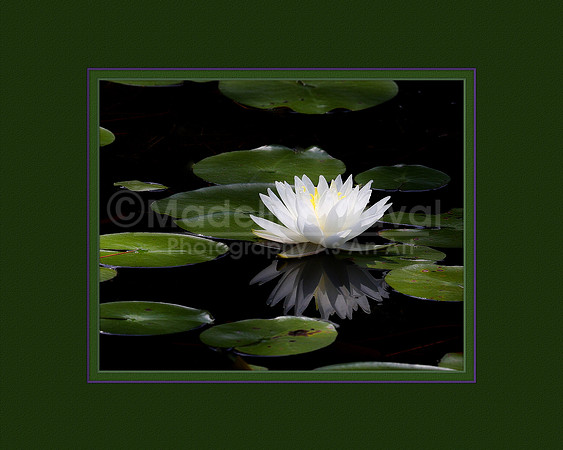 070612_0656_WaterLily_matted