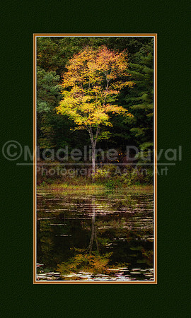 The Tree Stands Alone