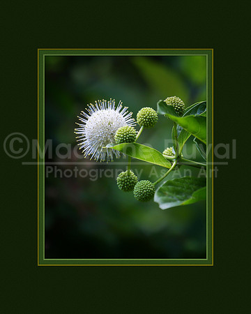 070812_0735_ButtonBush_matted