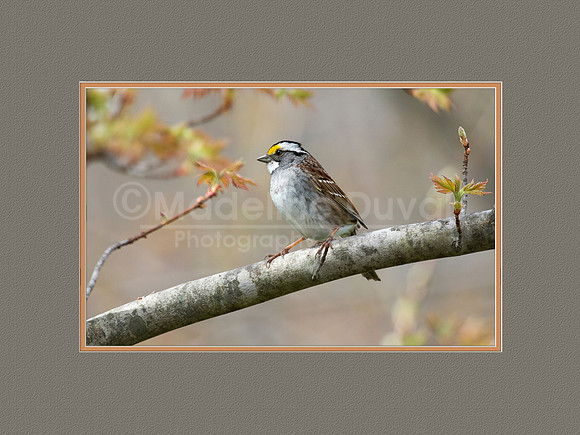 White-throated Sparrow in Spring