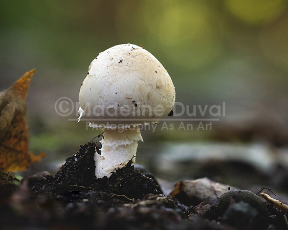 090211-1283_Mushroom