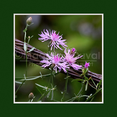 092511_2122_2_PinkWildflower_matted