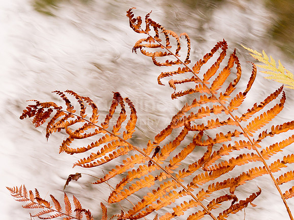 Autumn Ferns By The River