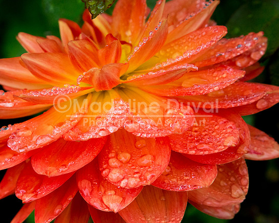 093012_2806_RaindropsOnDahlia