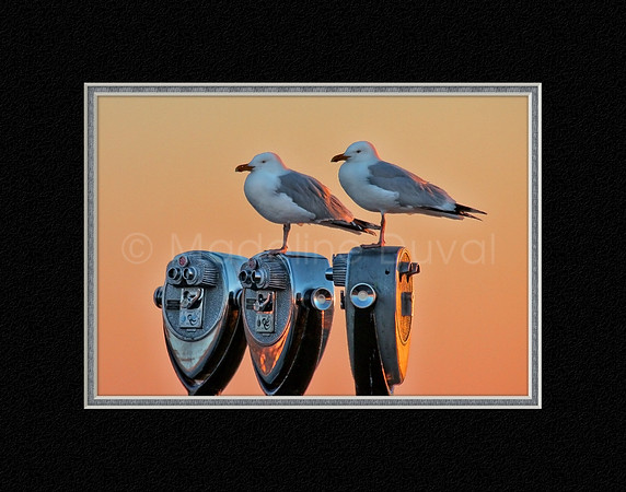 Gulls At Sunrise