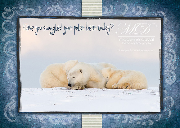 Snuggling Polar Bears 5x7 Christmas Card