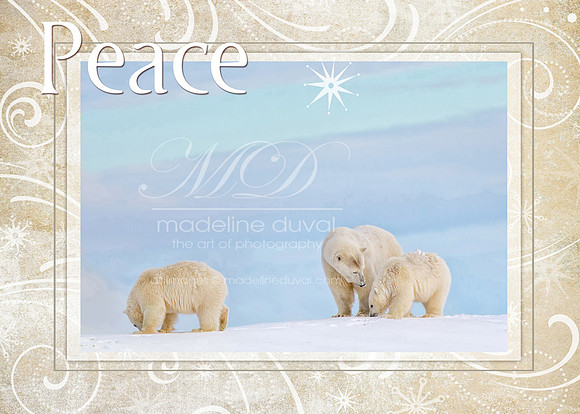 Peace On Earth 5x7 polar bear Christmas Card