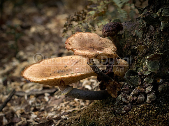 091811-1820_TwoMushrooms