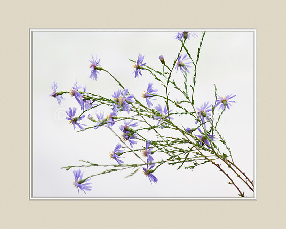 092511_2103_WaterColorAster_matted