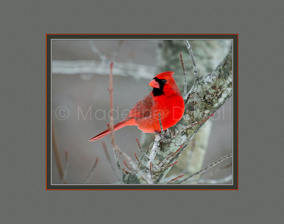 Northern Cardinal in his red winter finery