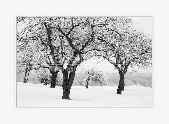 Arching Snow Covered Trees in Black & White