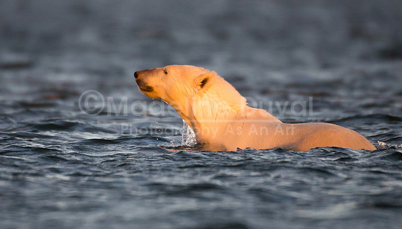 082613_6743_SunsetSwim