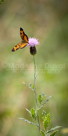 080611-9_ButterflyOnThistle