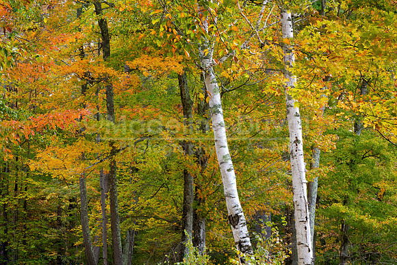 100420-TwoBirches_7626-5kpixels
