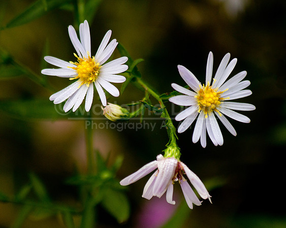 092511-2158_WildflowerFace