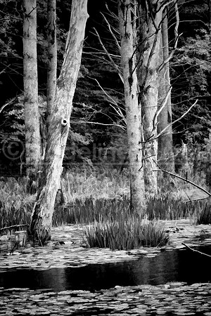 082711-1081_TreesInPond